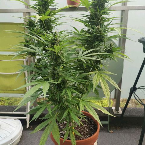 Royal Dwarf growlog timeline photo