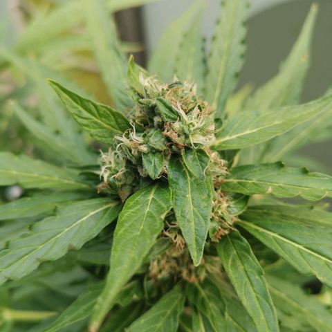 Royal Dwarf growlog timeline photo