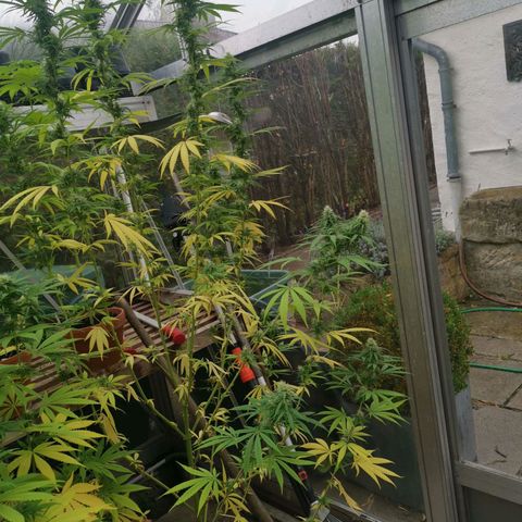 Bubblegum XL growlog timeline photo