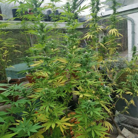 Jamaican Pearl growlog timeline photo