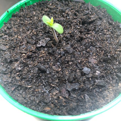 Santa híbrida  growlog timeline photo