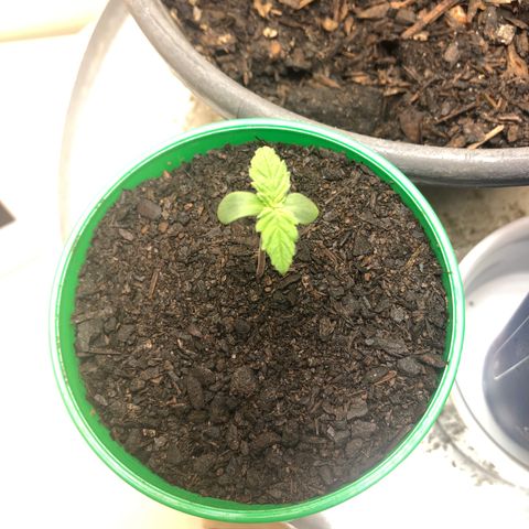 Santa híbrida  growlog photo: Rega com agua da chuva