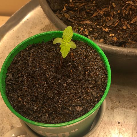 Santa híbrida  growlog photo: Rega com agua da chuva
