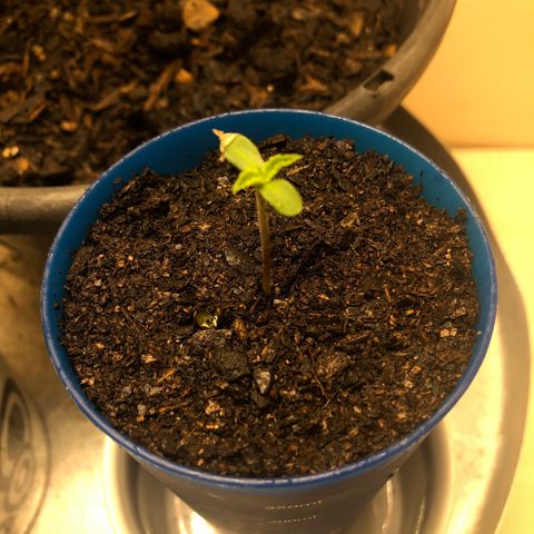  • Santa Híbrida 2  growlog photo: Rega agua chuva