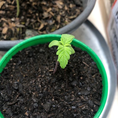 Santa híbrida  growlog timeline photo