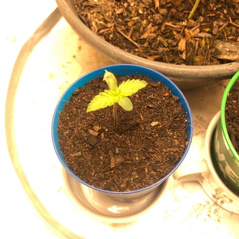  • Santa Híbrida 2  growlog timeline photo