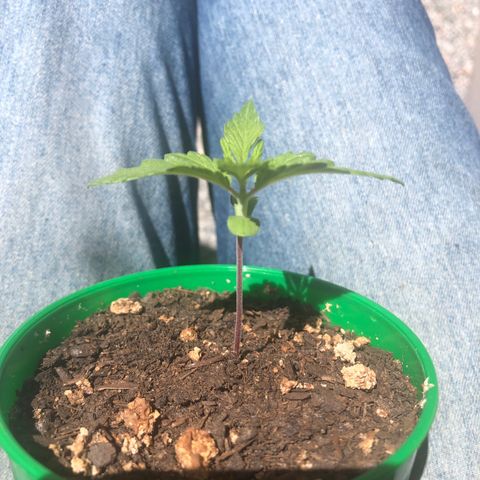 Santa híbrida  growlog timeline photo