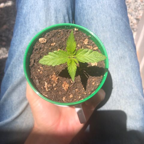 Santa híbrida  growlog timeline photo