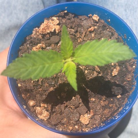  • Santa Híbrida 2  growlog timeline photo