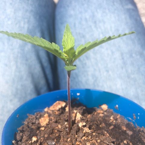  • Santa Híbrida 2  growlog timeline photo