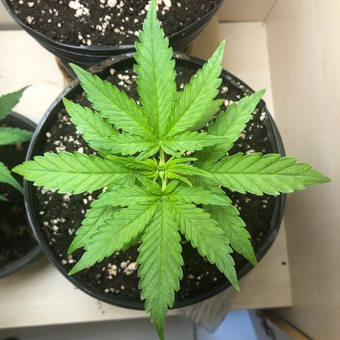 Santa híbrida  growlog photo: Transplante no dia 17, para solo de perlita+turfa+perlita