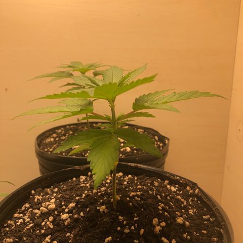 Santa híbrida  growlog photo: Transplante no dia 17, para solo de perlita+turfa+perlita