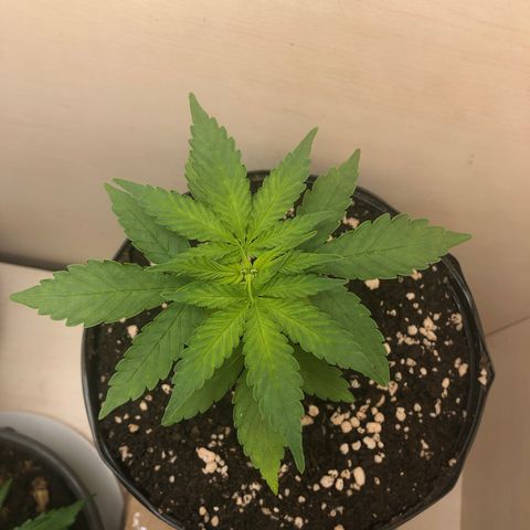  • Santa Híbrida 2  growlog timeline photo