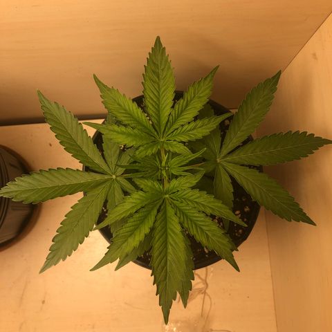 Santa híbrida  growlog timeline photo