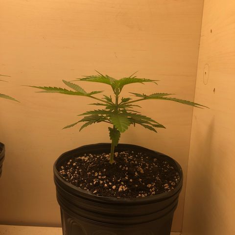 Santa híbrida  growlog timeline photo