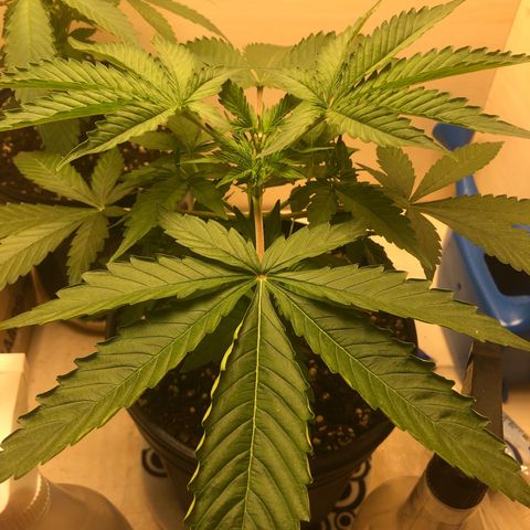 Santa híbrida  growlog photo: Um dia após a poda topping
