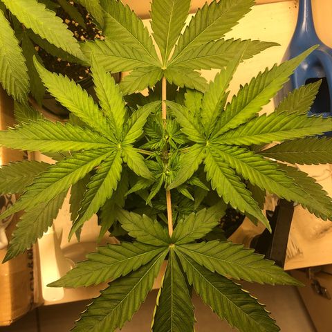 Santa híbrida  growlog photo: Um dia após a poda topping
