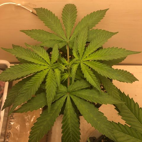  • Santa Híbrida 2  growlog timeline photo