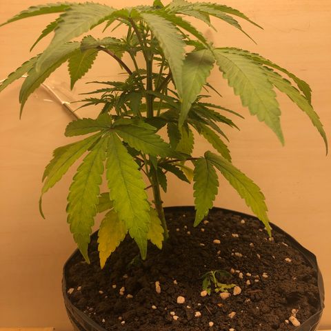  • Santa Híbrida 2  growlog timeline photo