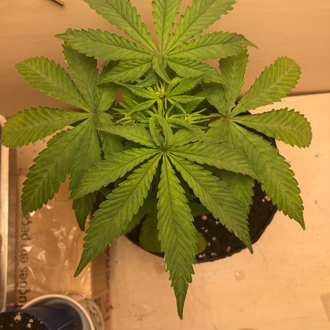  • Santa Híbrida 2  growlog timeline photo