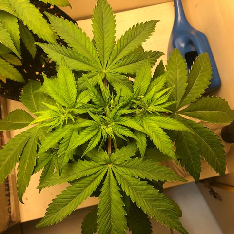 Santa híbrida  growlog timeline photo