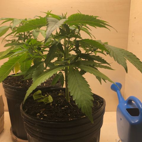 Santa híbrida  growlog timeline photo
