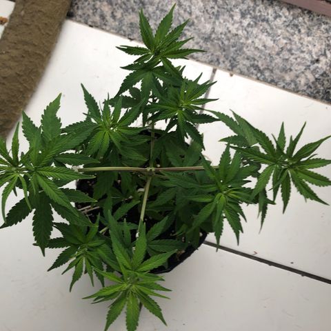  • Santa Híbrida 2  growlog timeline photo