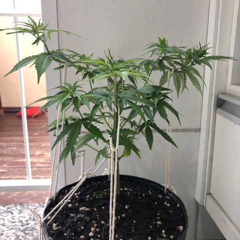  • Santa Híbrida 2  growlog timeline photo