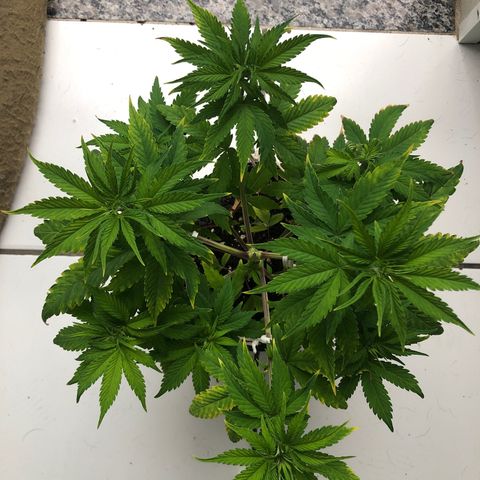 Santa híbrida  growlog timeline photo