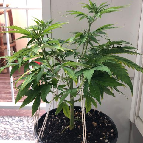Santa híbrida  growlog timeline photo