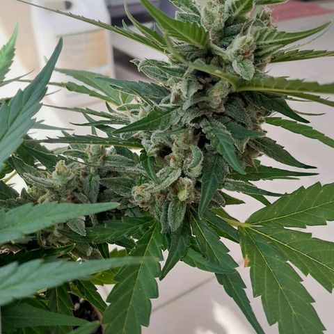 4 kwazé growlog timeline photo