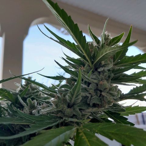 4 kwazé growlog timeline photo