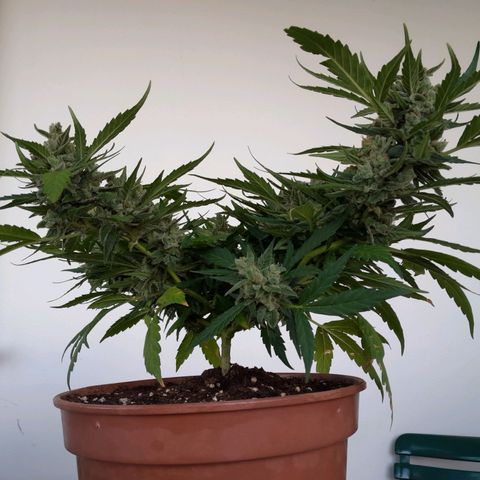 4 kwazé growlog timeline photo