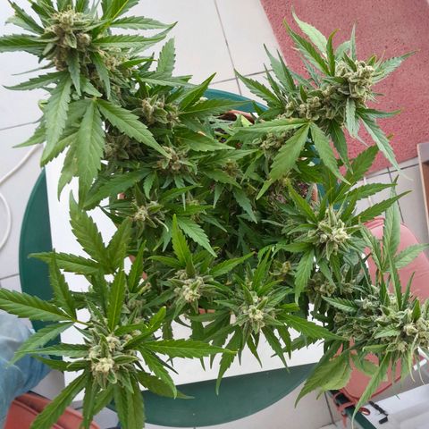 4 kwazé growlog timeline photo