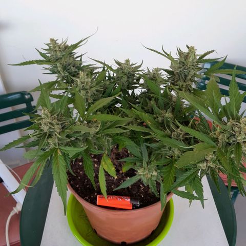 4 kwazé growlog timeline photo