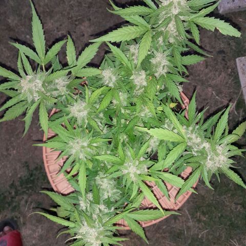 4 kwazé growlog photo: 2 feuilles dark purple