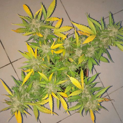 4 kwazé growlog timeline photo