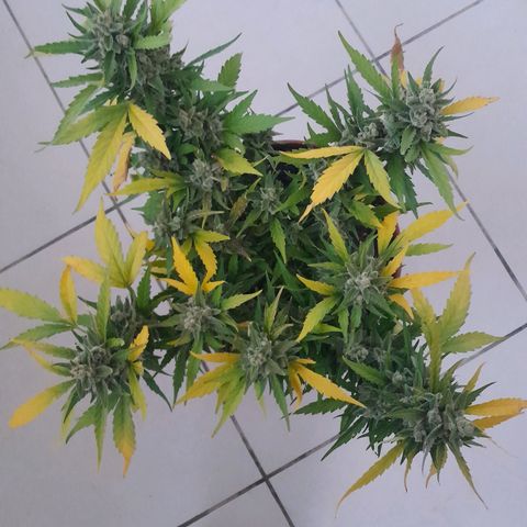 4 kwazé growlog timeline photo