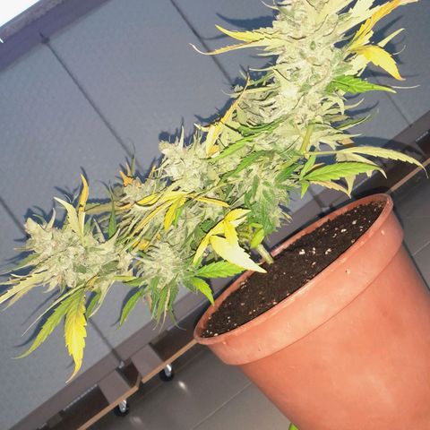 4 kwazé growlog timeline photo