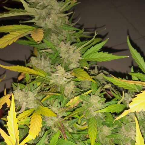 4 kwazé growlog timeline photo