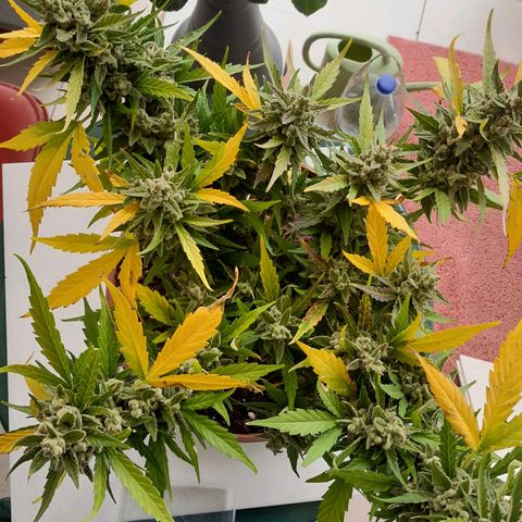 4 kwazé growlog timeline photo