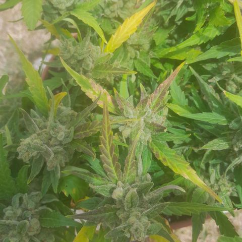 4 kwazé growlog timeline photo