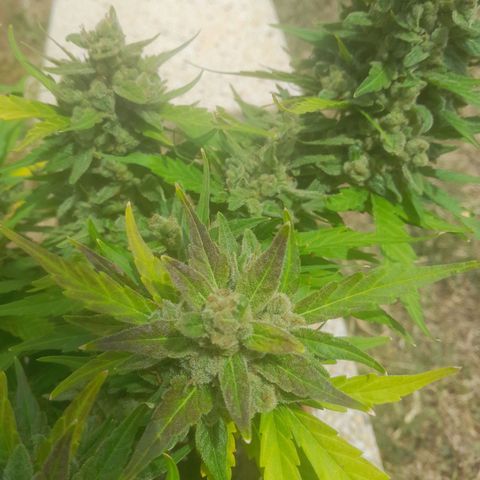 4 kwazé growlog timeline photo