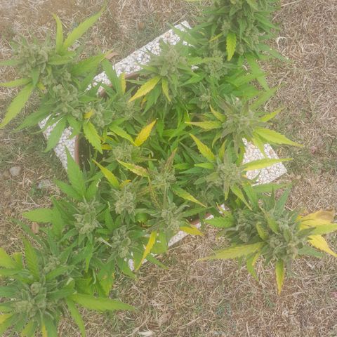 4 kwazé growlog timeline photo