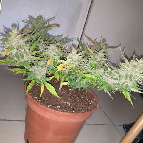 4 kwazé growlog timeline photo