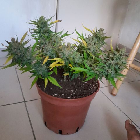 4 kwazé growlog timeline photo