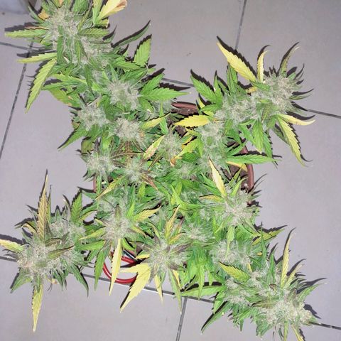 4 kwazé growlog timeline photo