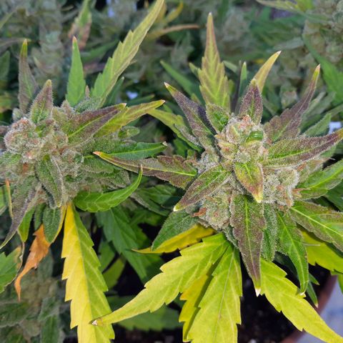 4 kwazé growlog timeline photo