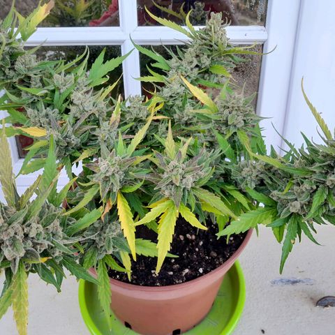 4 kwazé growlog timeline photo