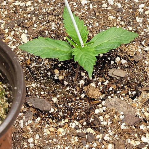 Fat 🍌 growlog timeline photo